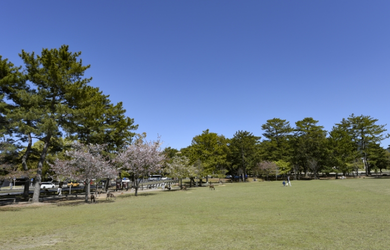奈良公園